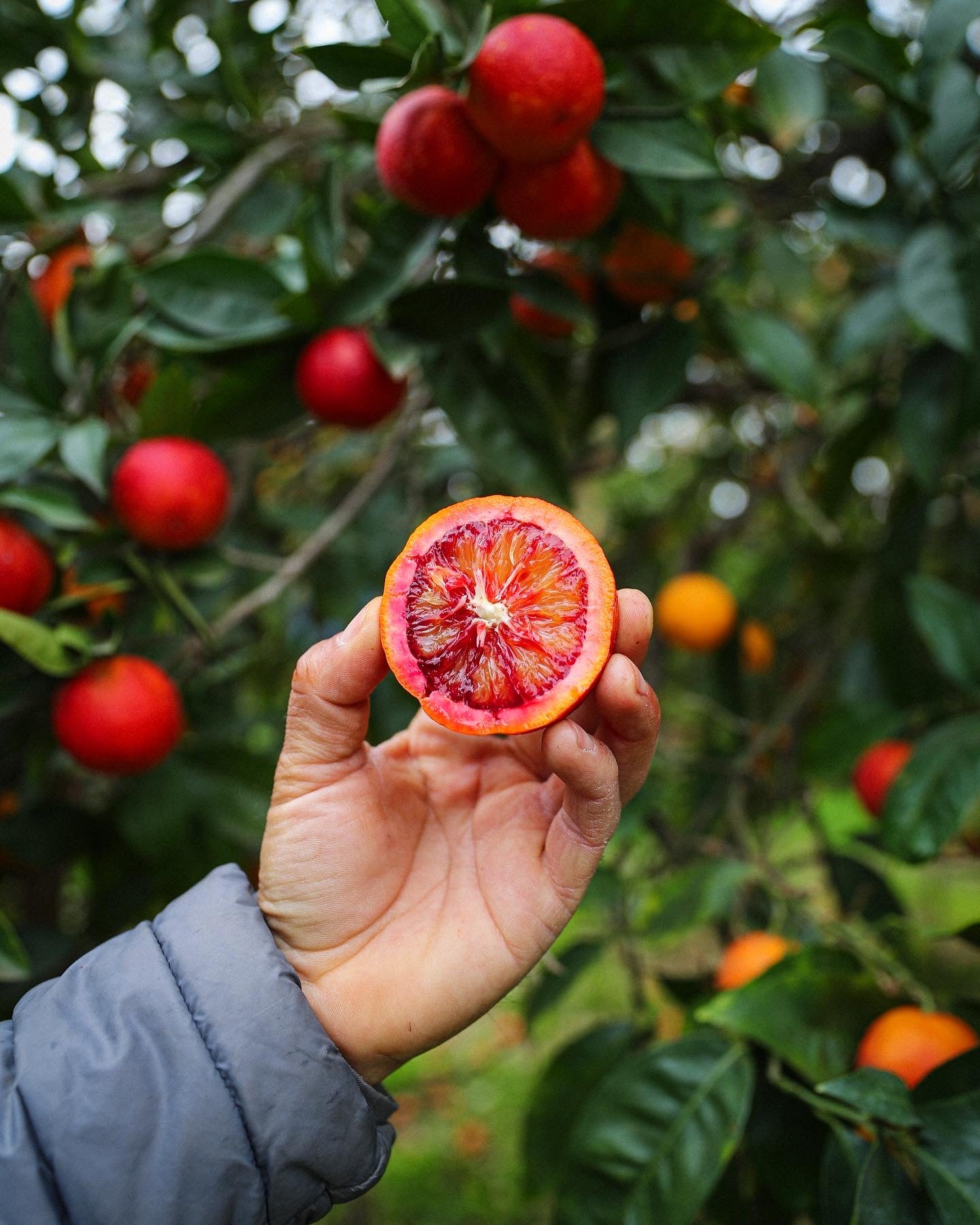 The Truth About Certified Organic: 5 Reasons Why It Matters