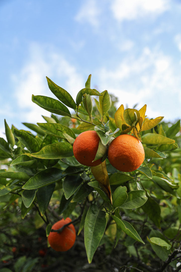 5 Principles of Regenerative Agriculture
