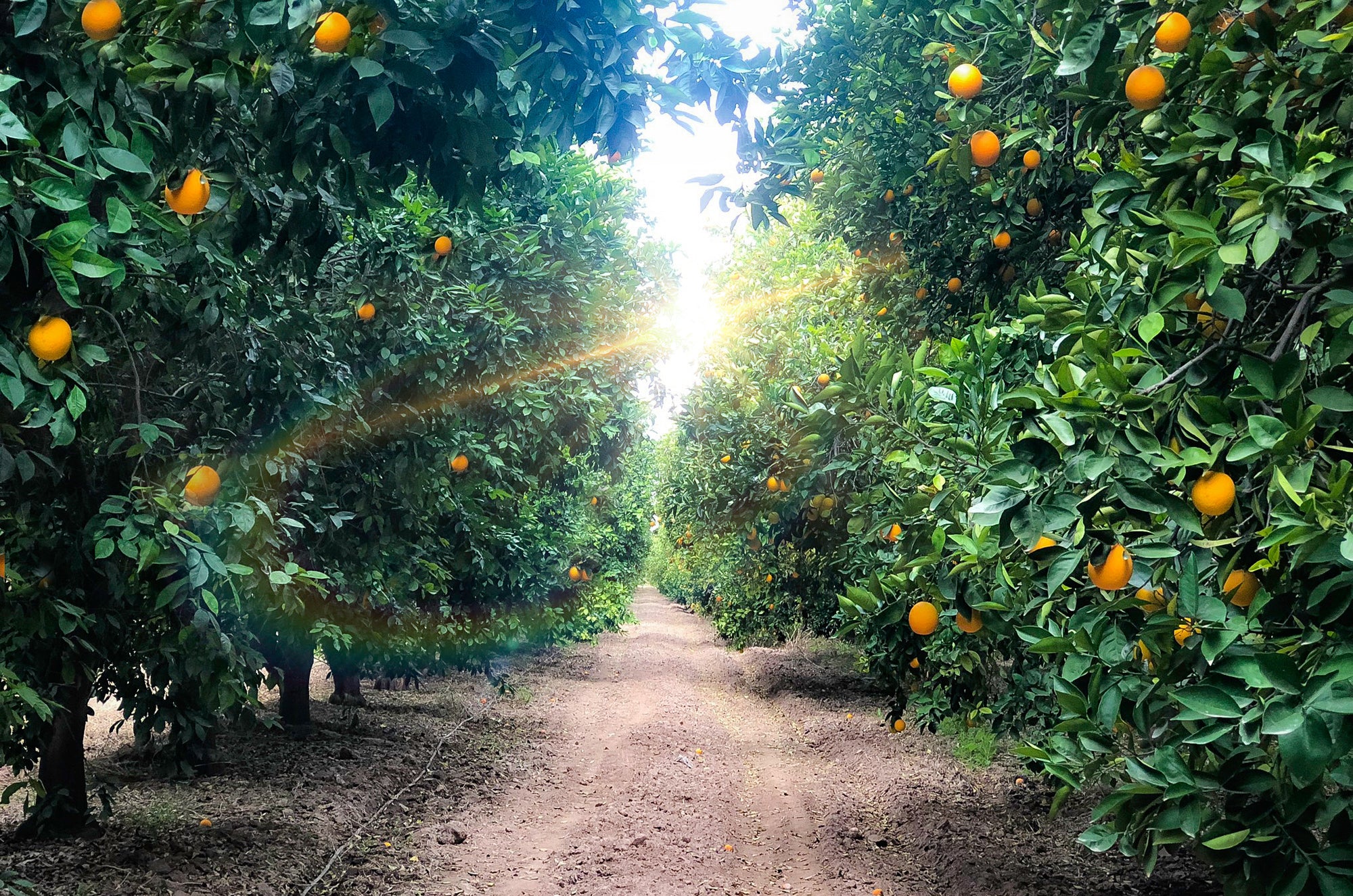 Farm to Tank: Gettin' Hot in the Sonoran Desert